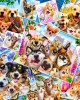 260 κομμάτια SELFIE PET COLLAGE