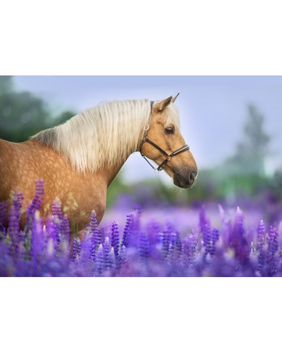 300 κομμάτια HORSE IN THE FIELD