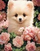 300 κομμάτια POMERANIAN PUPPY IN ROSES
