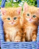 60 κομμάτια GINGER KITTENS