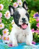 70 κομμάτια FRENCH BULLDOG PUPPY