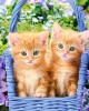 70 κομμάτια GINGER KITTENS