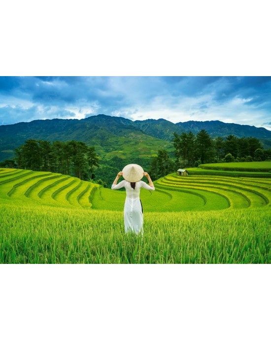 1000 κομμάτια RICE FIELDS IN VIETNAM