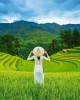 1000 κομμάτια RICE FIELDS IN VIETNAM