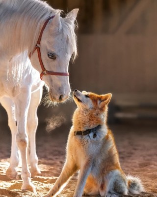 1000 κομμάτια UNIQUE FRIENDSHIP