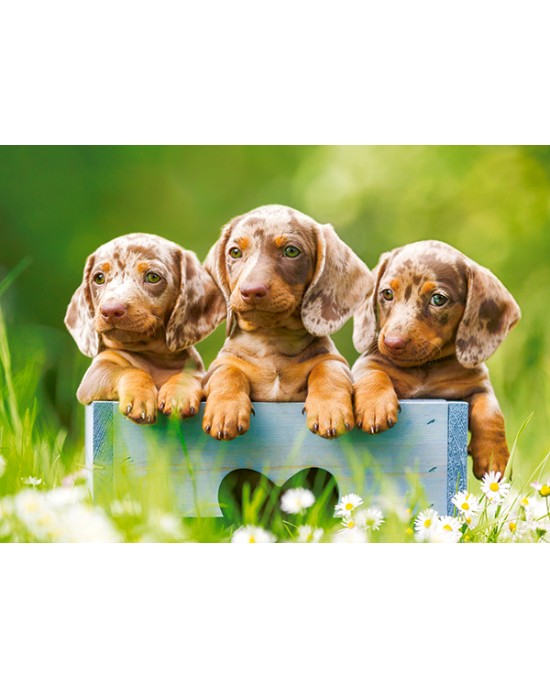 100 κομμάτια CUTE DACHSHUNDS
