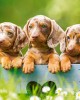 100 κομμάτια CUTE DACHSHUNDS