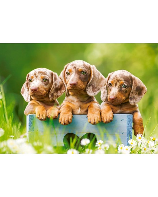 500 κομμάτια CUTE DACHSHUNDS