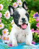 500 κομμάτια FRENCH BULLDOG PUPPY