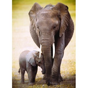 1000 κομμάτια ELEPHANT & BABY (SMART CUT)