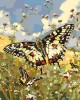 Ζωγραφική με αριθμούς Proserpina Butterfly and Wildflowers 40x50cm