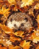 Ζωγραφική με αριθμούς Hedgehog in Autumn Leaves 40x50cm