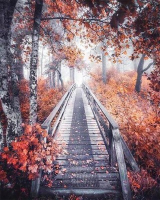 Διαμάντια Forest Path 40x50cm