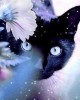 Διαμάντια Cat and Flower - 40x50cm