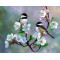 Διαμάντια Small Birds and White Flowers 40x50cm