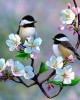 Διαμάντια Small Birds and White Flowers 40x50cm