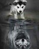 Διαμάντια Dog and Wolf Reflection 40x50cm