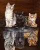 Διαμάντια Kitten Reflection 40x50cm