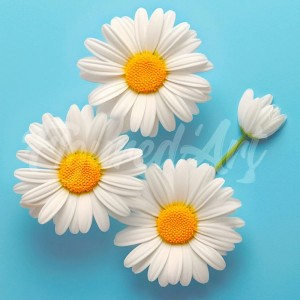 Διαμάντια Lovely White Daisies 25x25cm