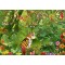 1500 κομμάτια JUNGLE