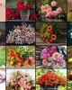 1500 κομμάτια COLLAGE - FLOWERS