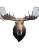 24 μεγάλα κομμάτια I AM MOOSE