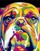 Ζωγραφική με αριθμούς Bulldog Pop Art 40x50cm