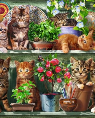 500 κομμάτια CATS ON THE SHELF