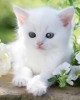 1500 κομμάτια WHITE KITTEN