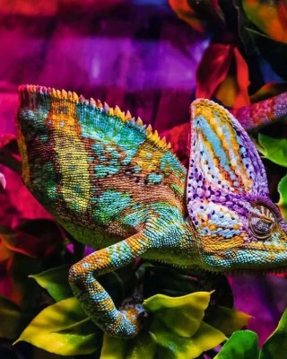 500 κομμάτια CHAMELEON