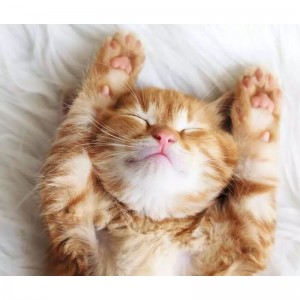 500 κομμάτια LITTLE DREAMER