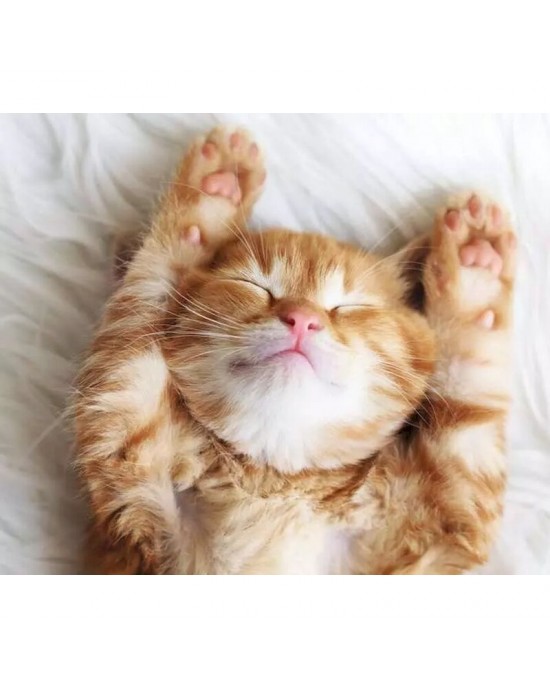 500 κομμάτια LITTLE DREAMER