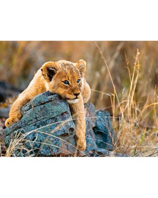 200 XXL κομμάτια LITTLE LION