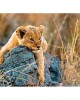 200 XXL κομμάτια LITTLE LION