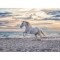 500 κομμάτια EVENING GALLOP