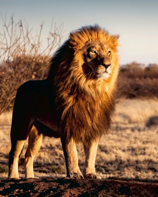 1500 κομμάτια LION, KING OF THE ANIMALS