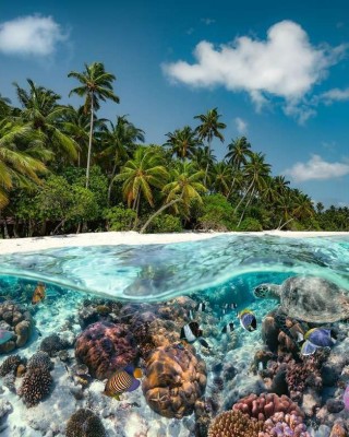 2000 κομμάτια A DIVE IN THE MALDIVES