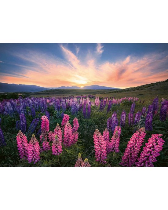 500 κομμάτια LUPINES