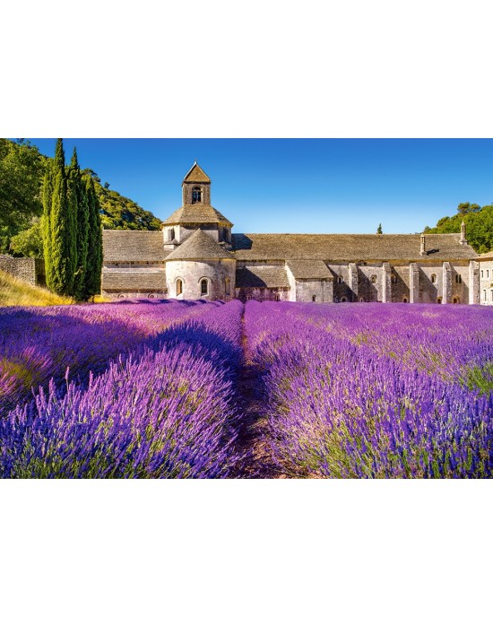 1000 κομμάτια LAVENDER FIELD IN PROVENCE, FRANCE